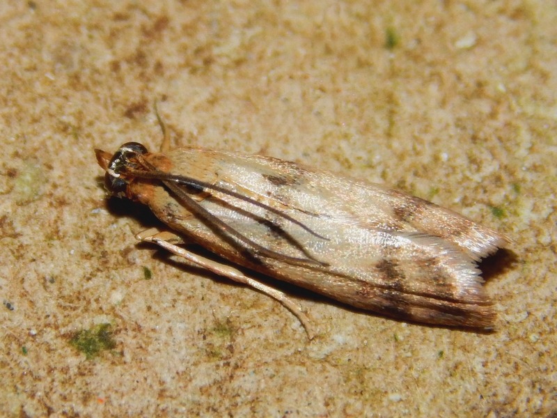 Aiuto id Pyralidae (?)